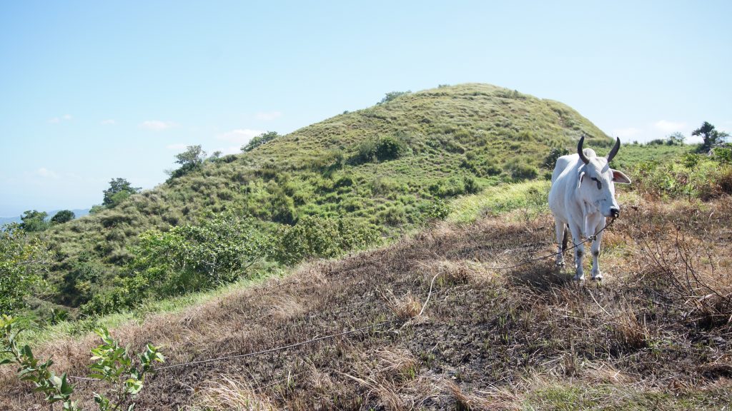 Mt. Gulugod Baboy - Mabini, Batangas (Climb Guide)