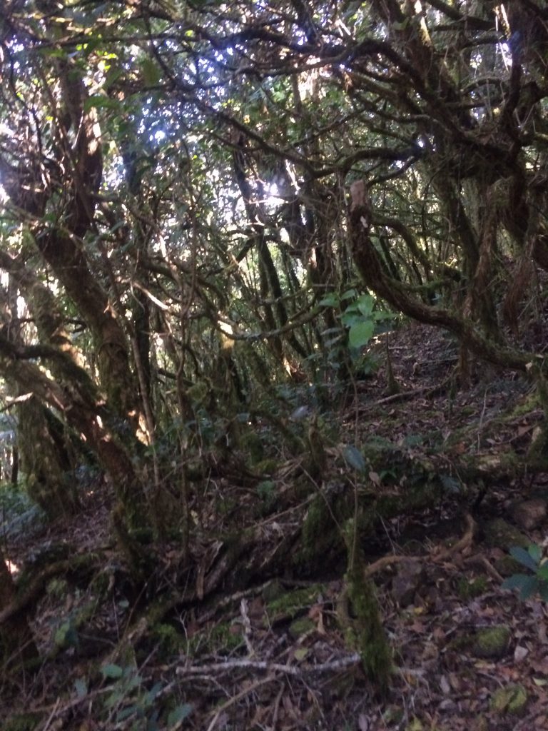 Mt. Pulag: I Climbed. I Survived. I Conquered. Mt. Pulag: I Climbed. I Survived. I Conquered.