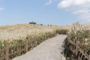 A pathway in Sangumburi Crater Park