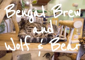 Bengal Brew and Wolf & Bear - A Cat and Dog Cafe