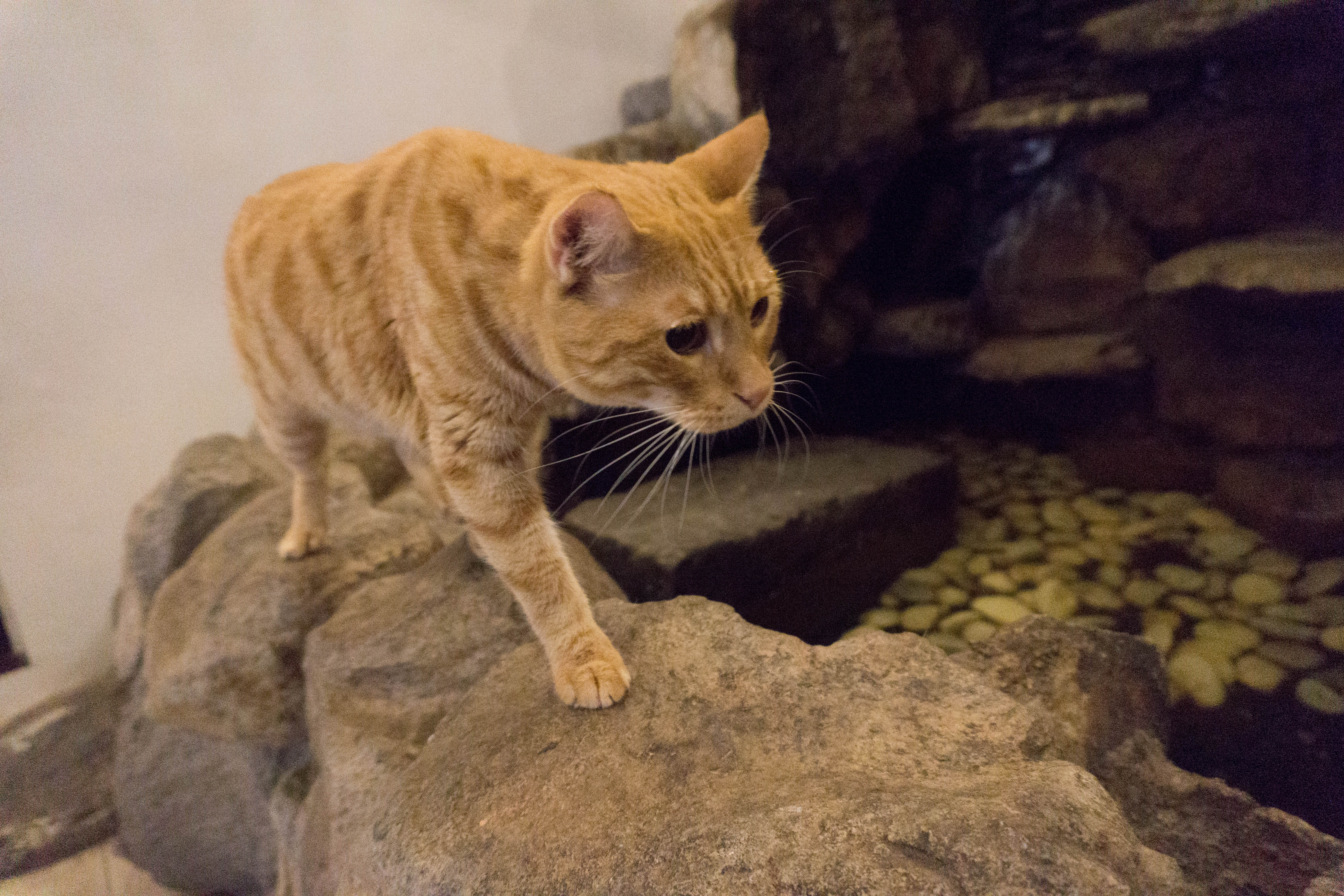 Bengal Brew and Wolf & Bear - Cat and Dog Cafe