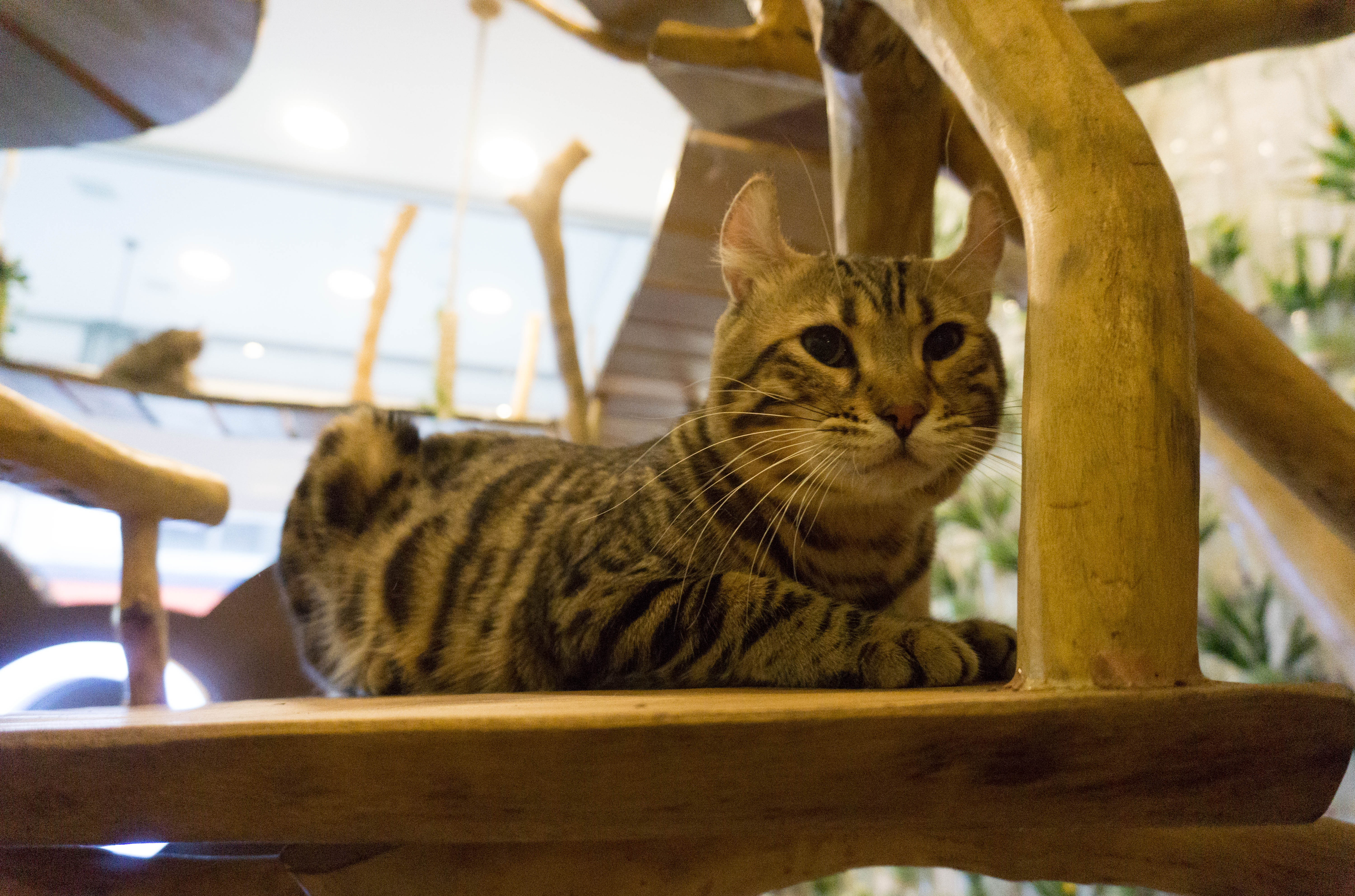 Bengal Brew and Wolf & Bear - Cat and Dog Cafe Bengal Brew and Wolf & Bear - Cat and Dog Cafe