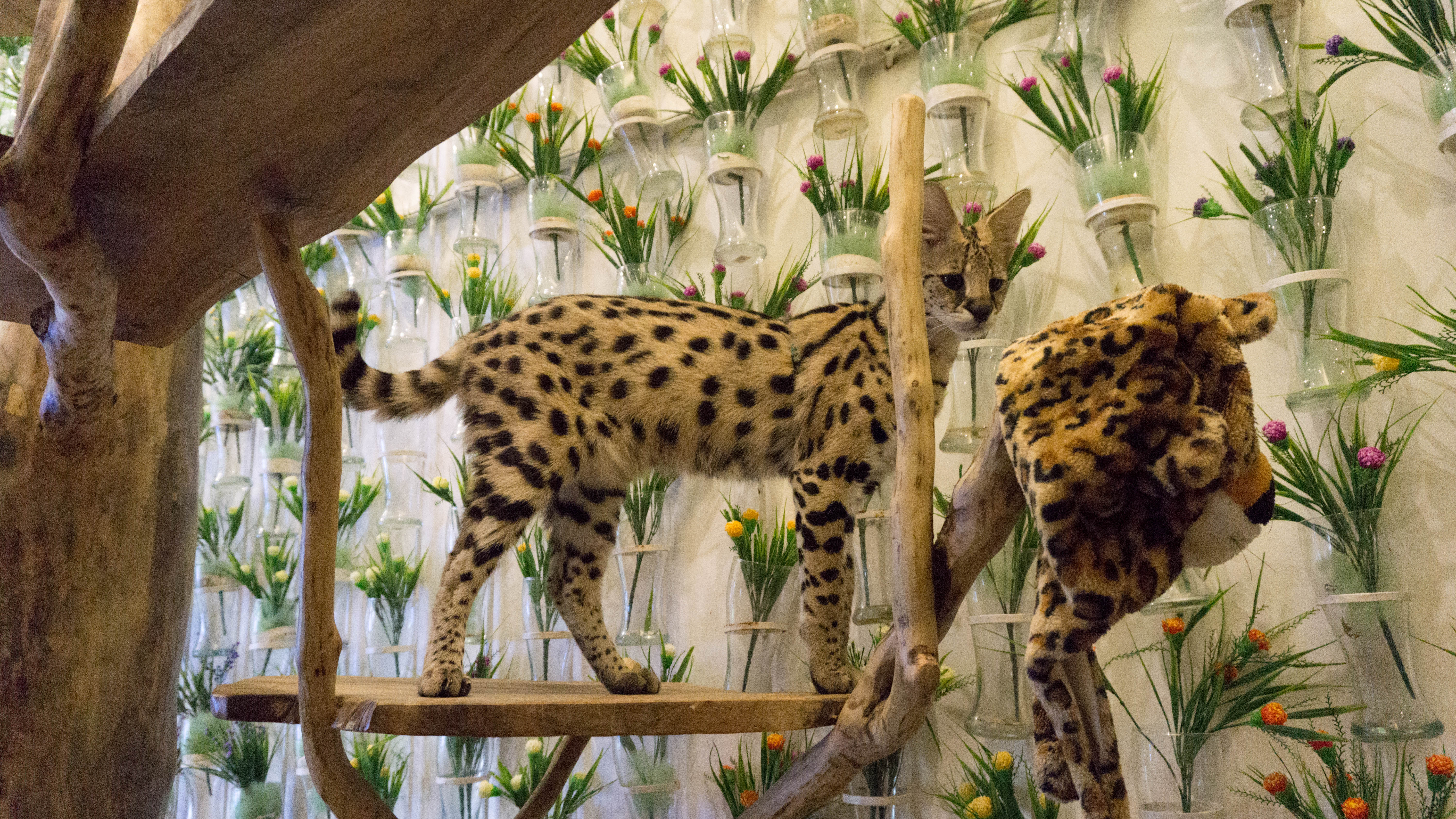 Bengal Brew and Wolf & Bear - Cat and Dog Cafe Bengal Brew and Wolf & Bear - Cat and Dog Cafe