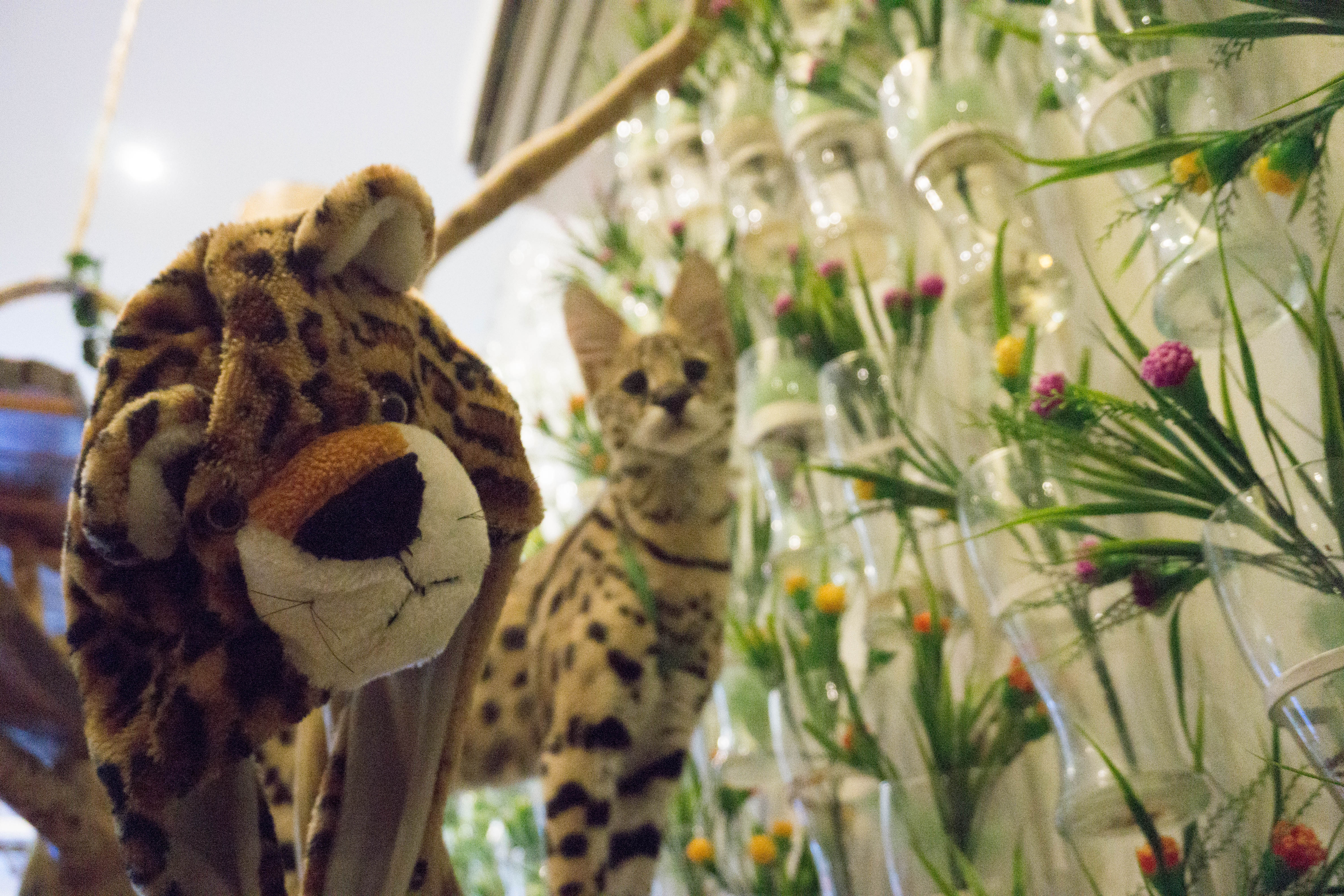 Bengal Brew and Wolf & Bear - Cat and Dog Cafe Bengal Brew and Wolf & Bear - Cat and Dog Cafe