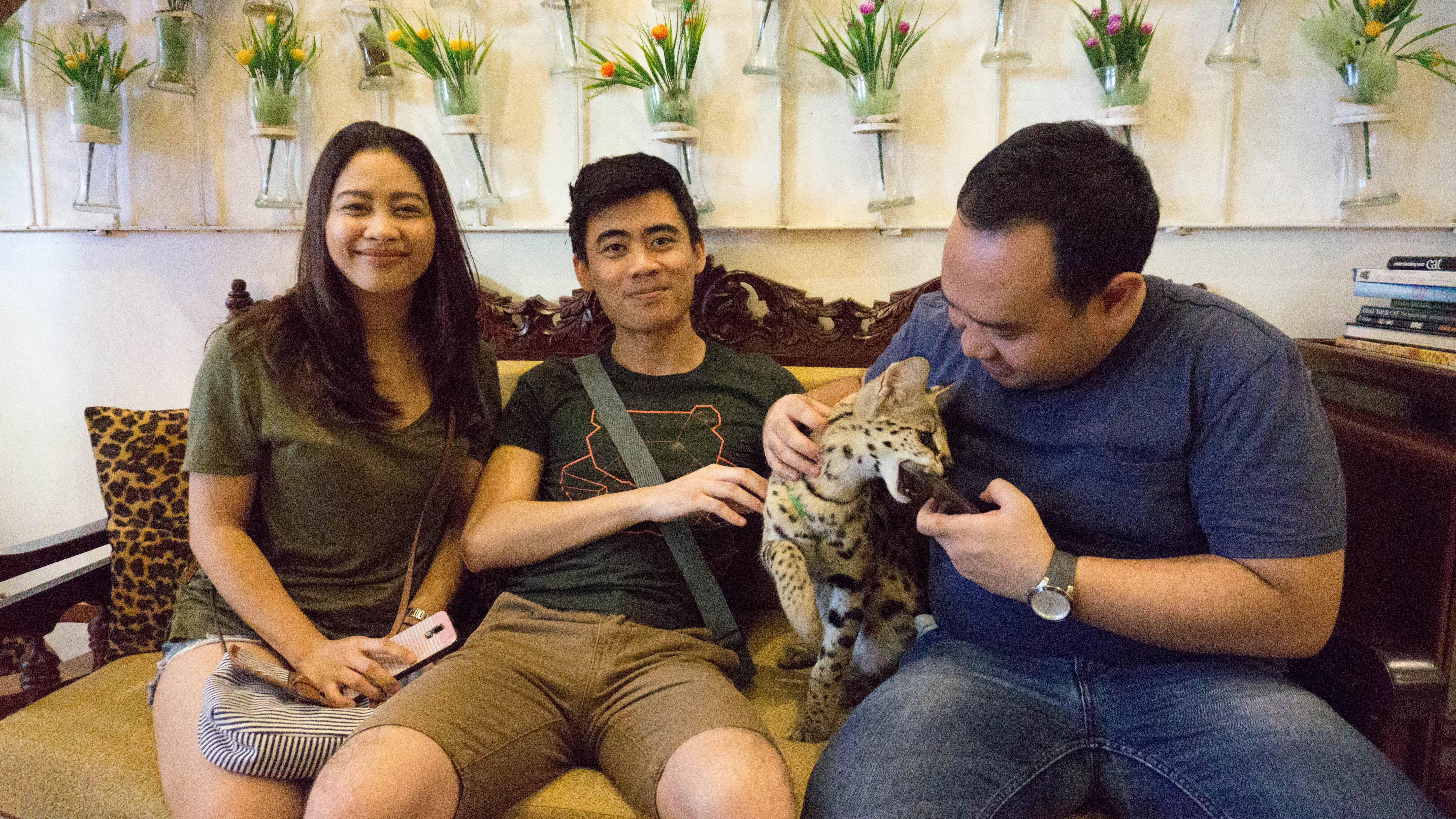 Bengal Brew and Wolf & Bear - Cat and Dog Cafe