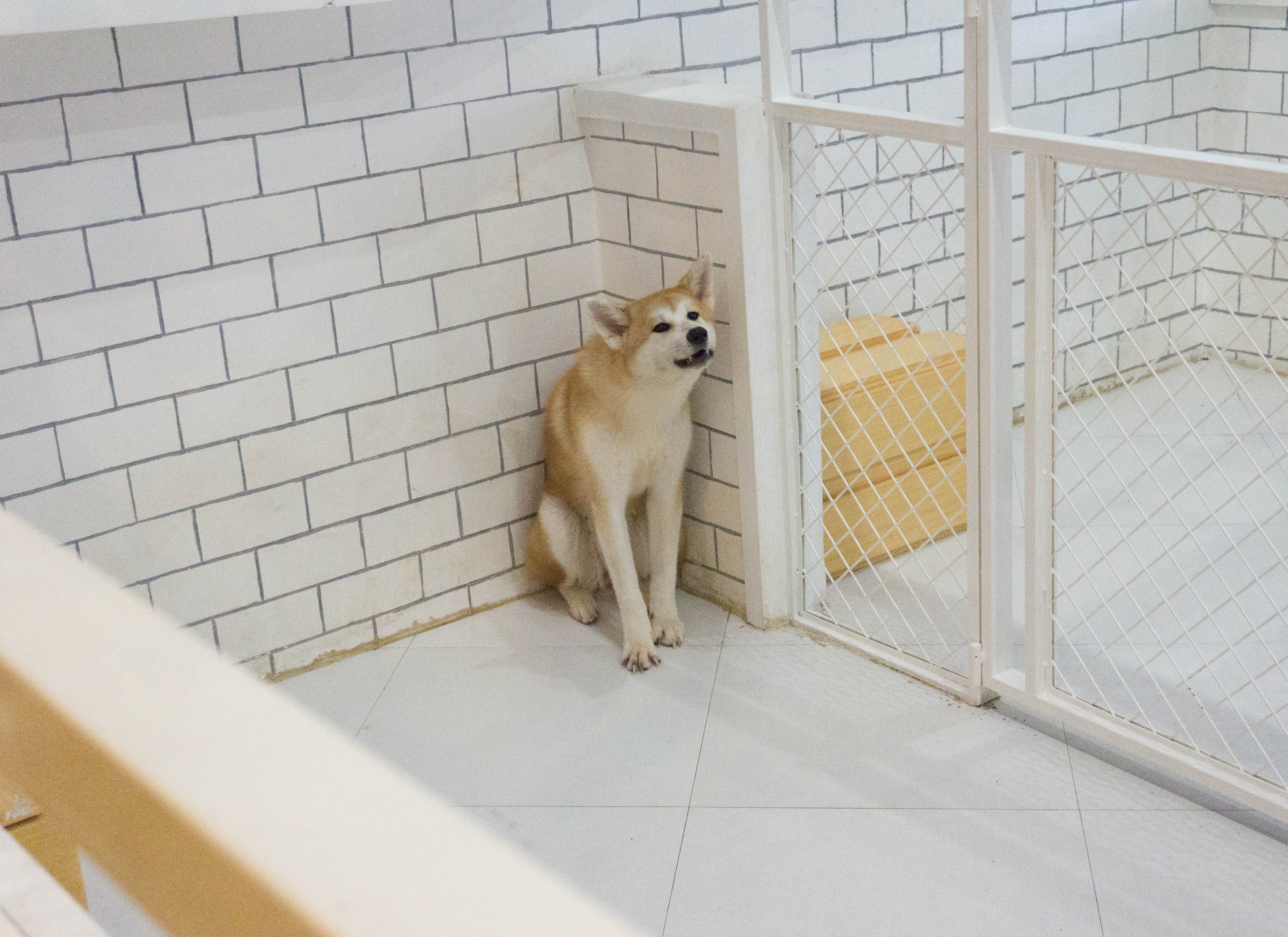 Bengal Brew and Wolf & Bear - Cat and Dog Cafe Bengal Brew and Wolf & Bear - Cat and Dog Cafe