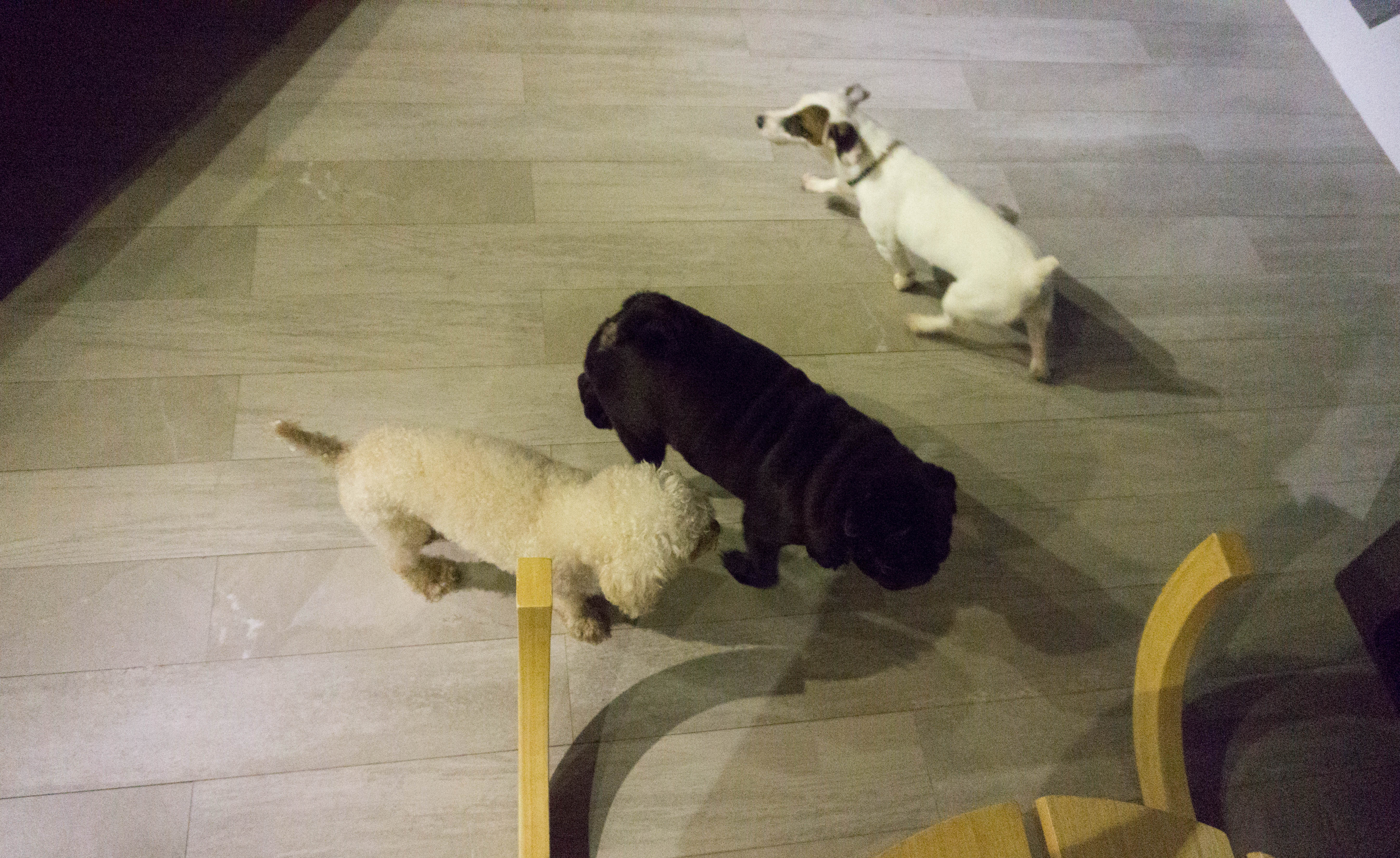 Bengal Brew and Wolf & Bear - Cat and Dog Cafe