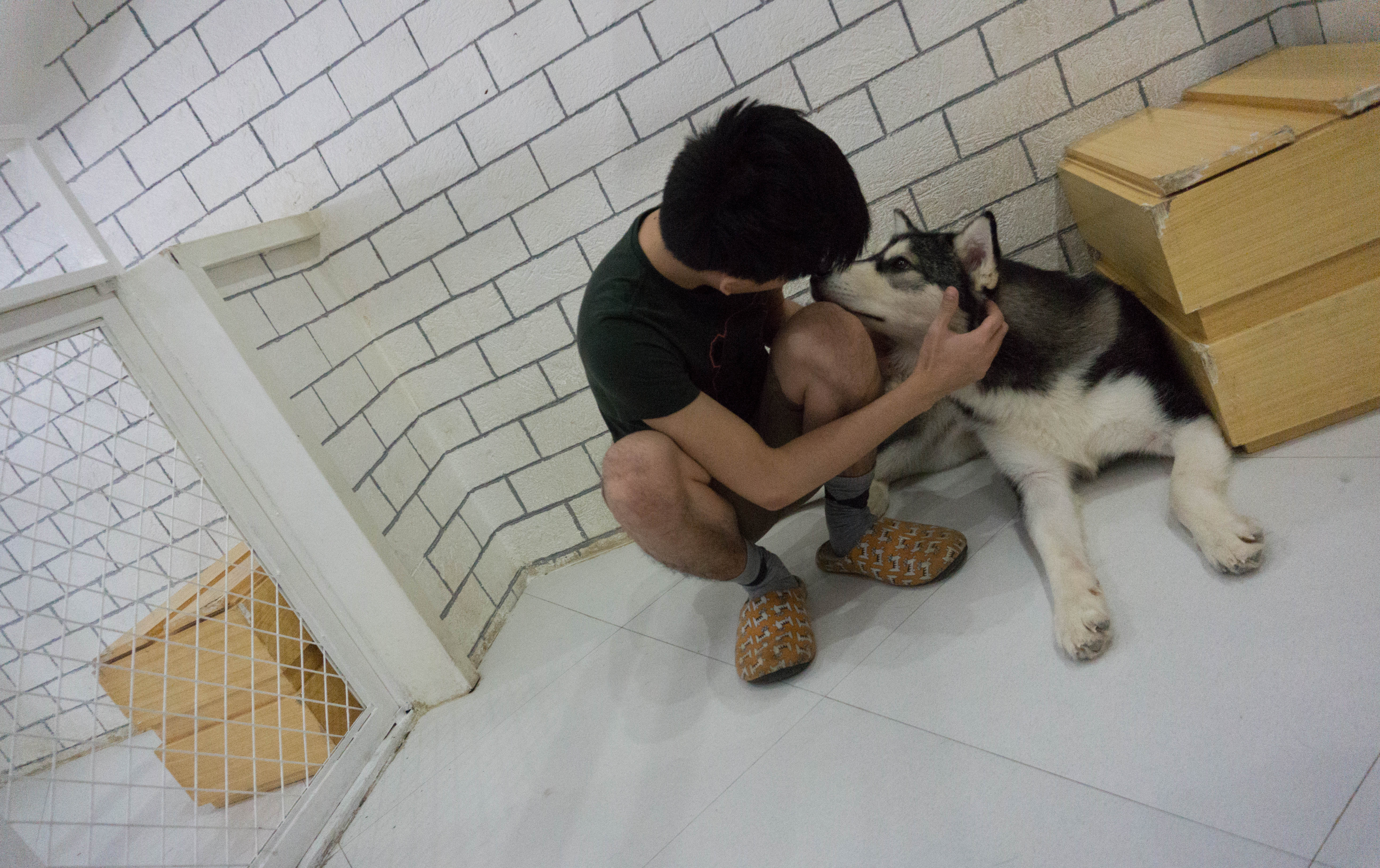 Bengal Brew and Wolf & Bear - Cat and Dog Cafe