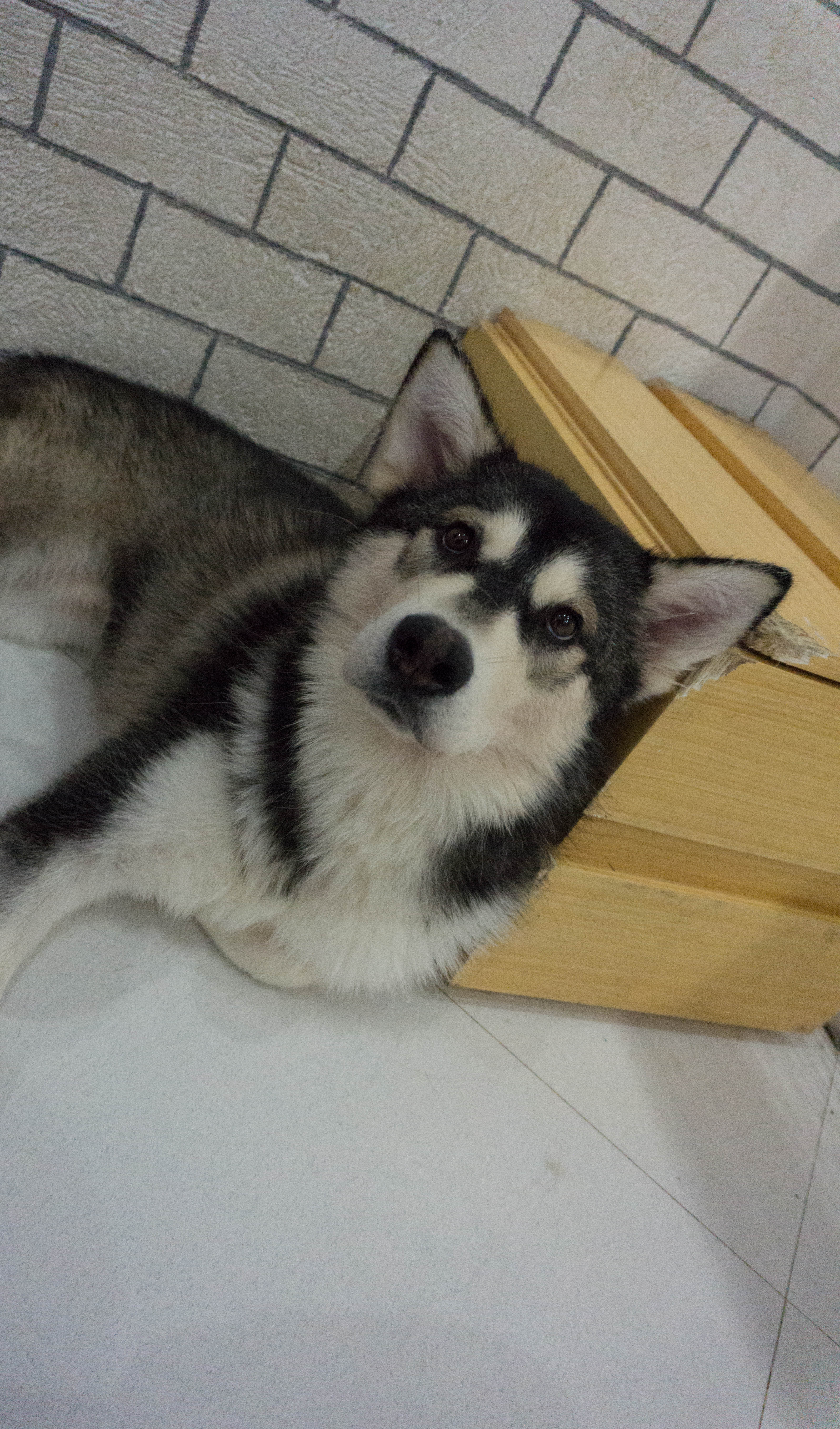 Bengal Brew and Wolf & Bear - Cat and Dog Cafe
