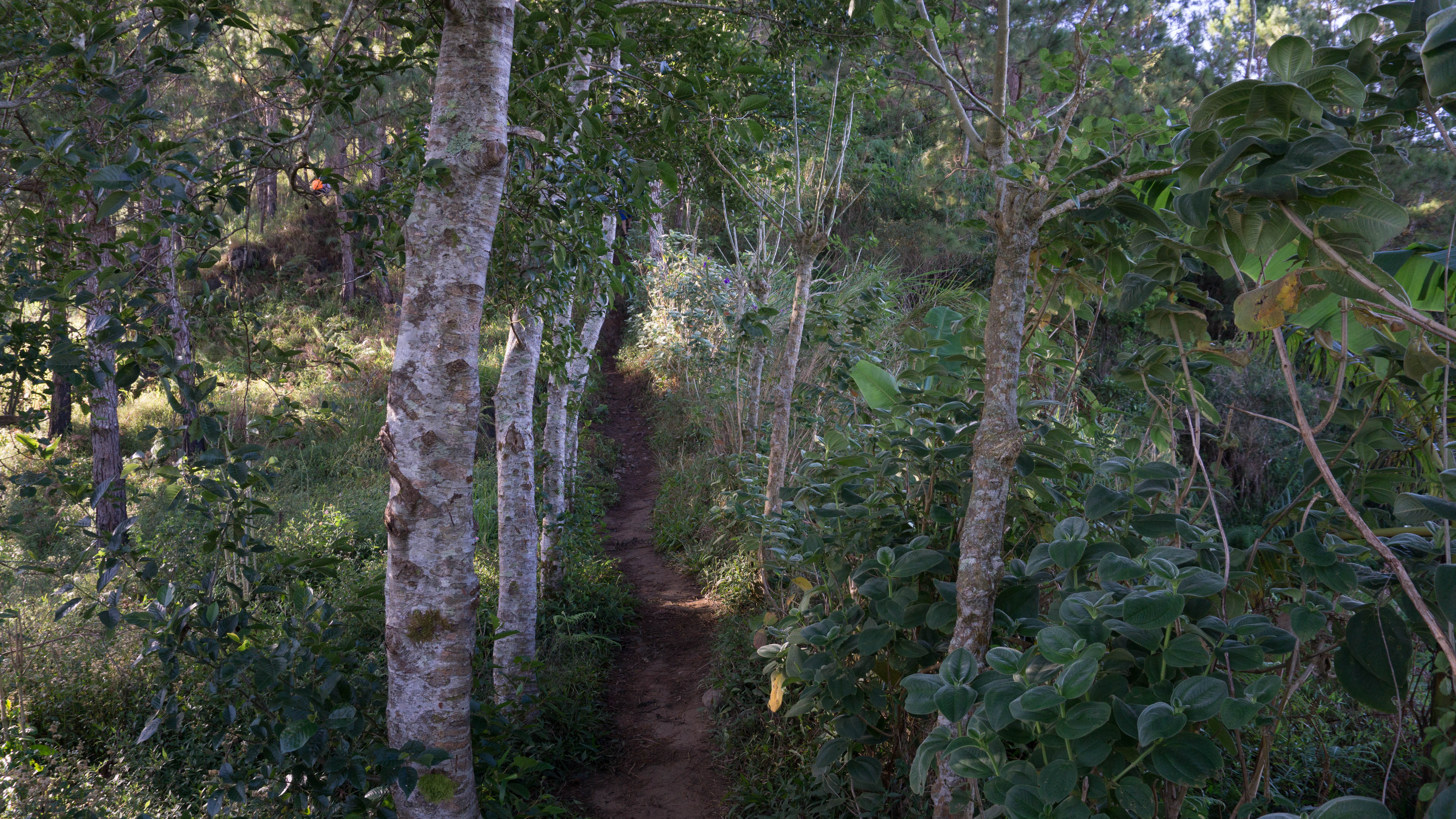 Mt. Ulap - Itogon, Benguet