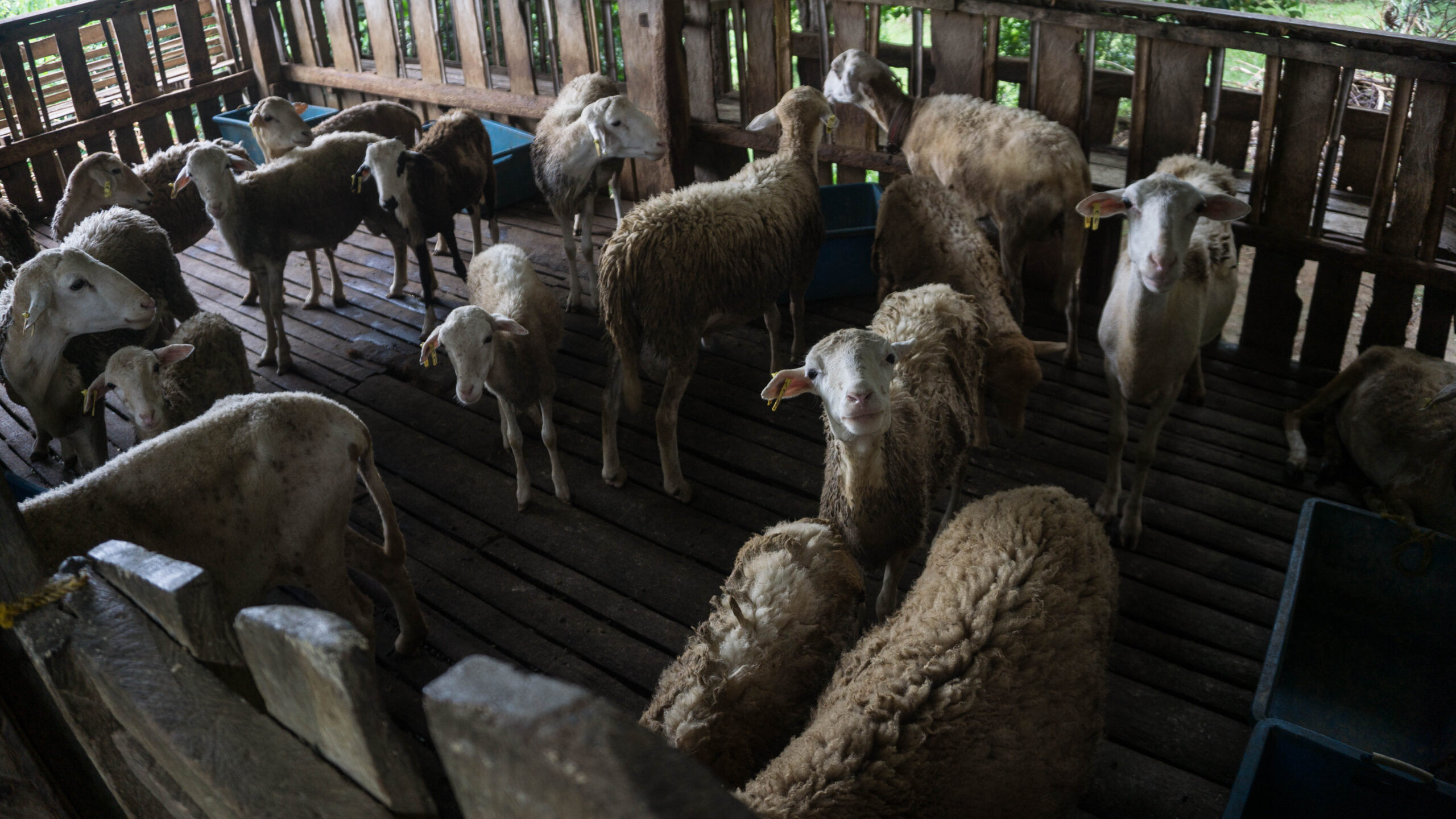 Canaan Hill Farms - Biliran Province