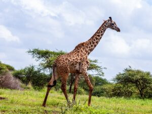 Kenya Guides and Itinerary. Photo by Africa Vacation Safaris.